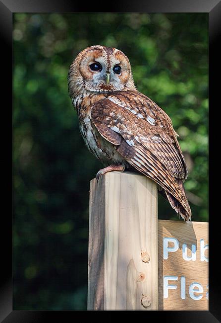 Tawny Owl on signpost Framed Print by Ian Duffield