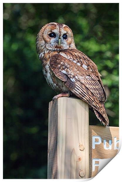Tawny Owl on signpost Print by Ian Duffield