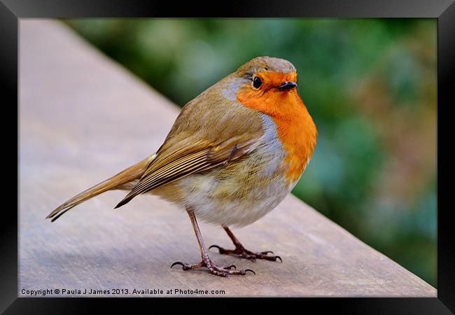 Robin Framed Print by Paula J James