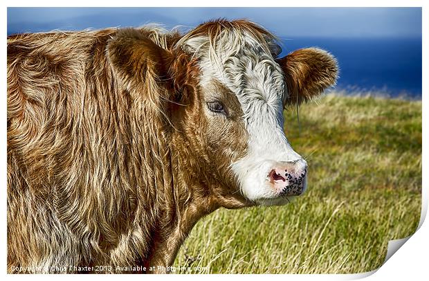 Highland Cow Print by Chris Thaxter