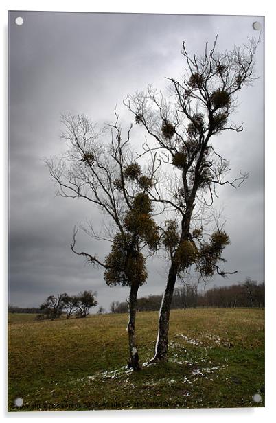 mistletoe birches Acrylic by Jo Beerens