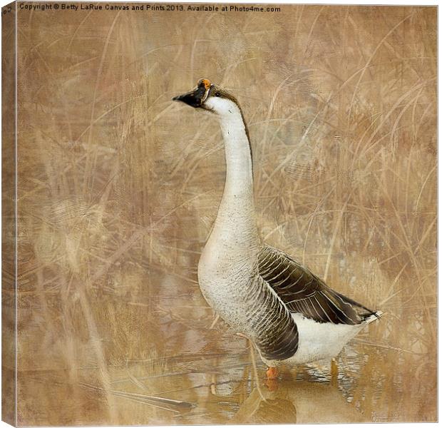 Nothing But a Goose Canvas Print by Betty LaRue