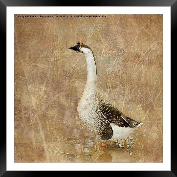 Nothing But a Goose Framed Mounted Print by Betty LaRue