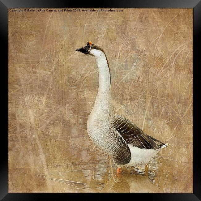 Nothing But a Goose Framed Print by Betty LaRue