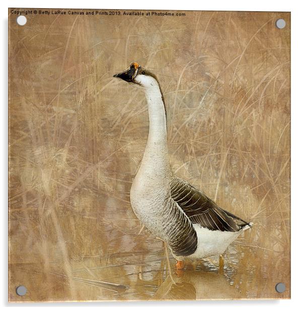 Nothing But a Goose Acrylic by Betty LaRue
