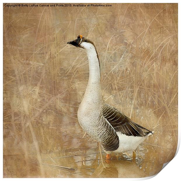 Nothing But a Goose Print by Betty LaRue