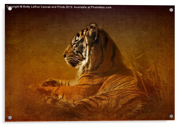Dont Wake a Sleeping Tiger Acrylic by Betty LaRue