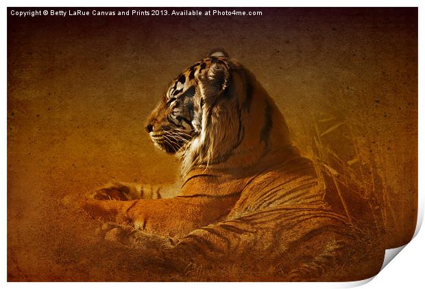 Dont Wake a Sleeping Tiger Print by Betty LaRue
