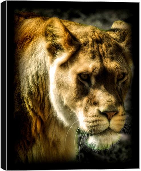Panthera leo Canvas Print by Chris Manfield