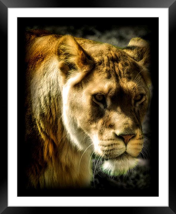 Panthera leo Framed Mounted Print by Chris Manfield