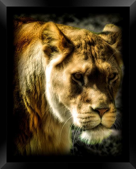 Panthera leo Framed Print by Chris Manfield