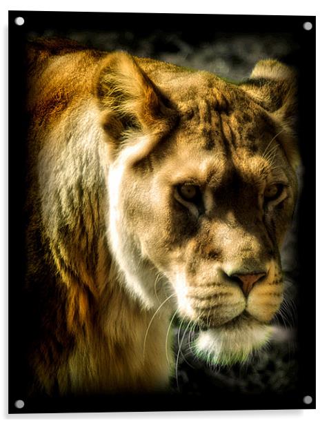 Panthera leo Acrylic by Chris Manfield