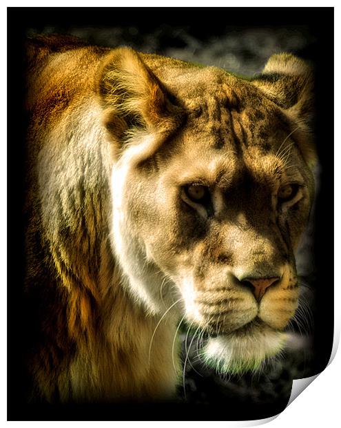 Panthera leo Print by Chris Manfield