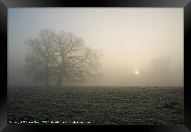Tree in fog at sunrise, Hilborough, Norfolk Framed Print by Liam Grant