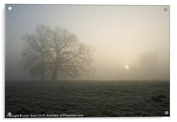 Tree in fog at sunrise, Hilborough, Norfolk Acrylic by Liam Grant