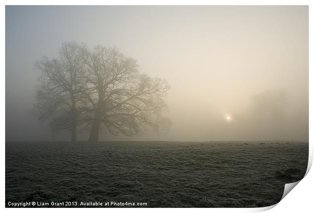 Tree in fog at sunrise, Hilborough, Norfolk Print by Liam Grant