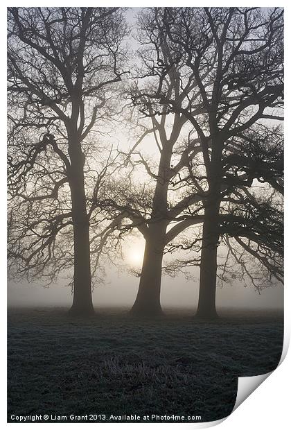 Sunrise behind trees in fog. Hilborough, Norfolk Print by Liam Grant
