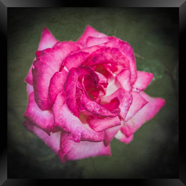 Red Rose Framed Print by Mark Llewellyn