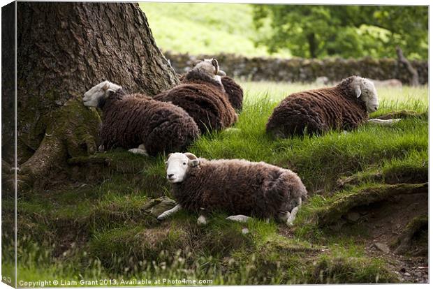 Herdwick Sheep, Lake District, Cumbria, UK in Summ Canvas Print by Liam Grant