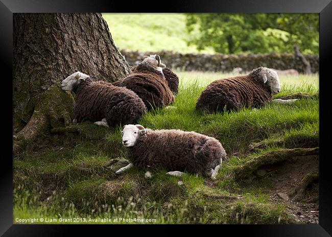 Herdwick Sheep, Lake District, Cumbria, UK in Summ Framed Print by Liam Grant