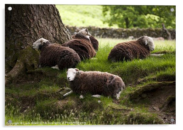 Herdwick Sheep, Lake District, Cumbria, UK in Summ Acrylic by Liam Grant