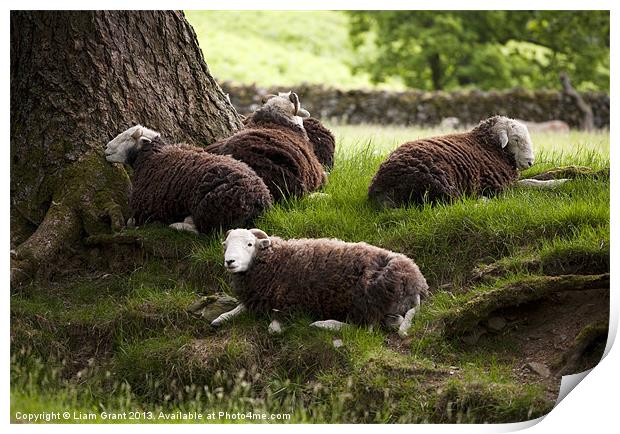 Herdwick Sheep, Lake District, Cumbria, UK in Summ Print by Liam Grant