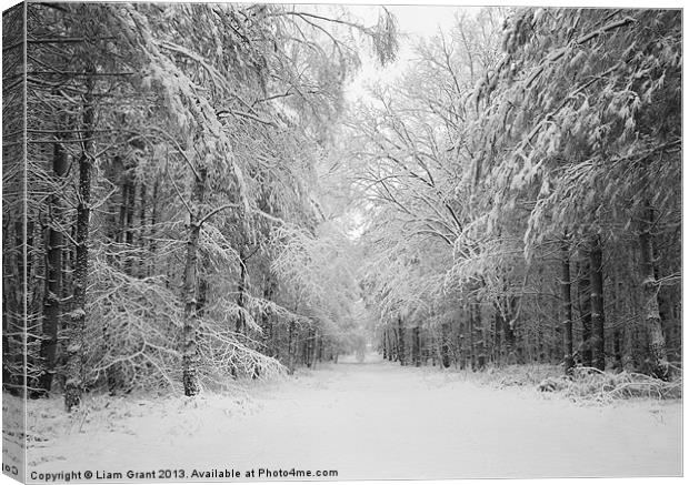 Snow covered trees, Thetford Forest, Norfolk Canvas Print by Liam Grant