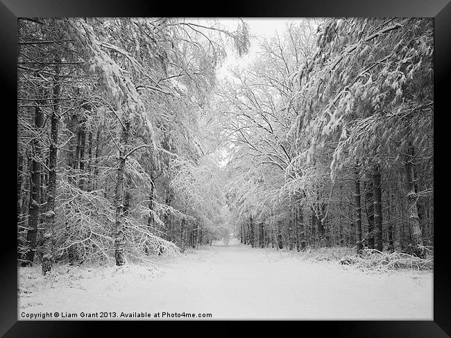 Snow covered trees, Thetford Forest, Norfolk Framed Print by Liam Grant