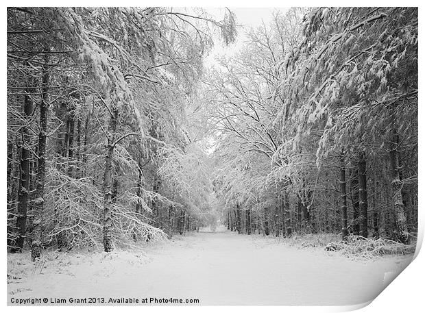 Snow covered trees, Thetford Forest, Norfolk Print by Liam Grant