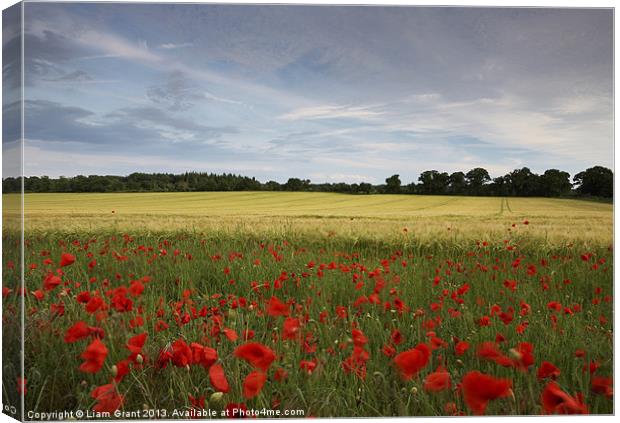 Field of barley and poppies at sunset. Norfolk Canvas Print by Liam Grant