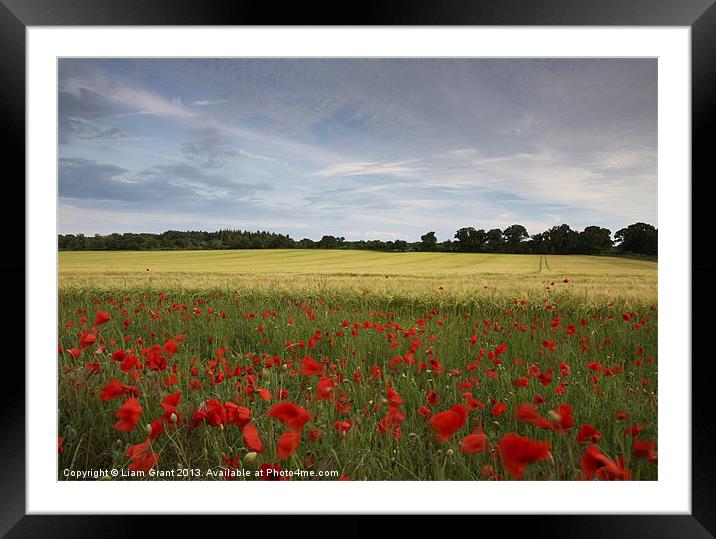 Field of barley and poppies at sunset. Norfolk Framed Mounted Print by Liam Grant
