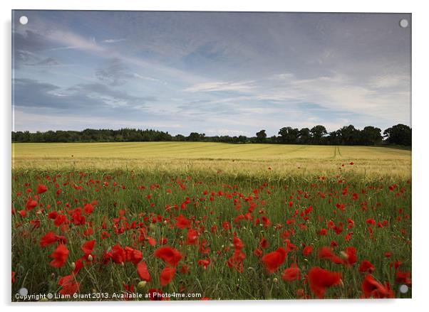 Field of barley and poppies at sunset. Norfolk Acrylic by Liam Grant