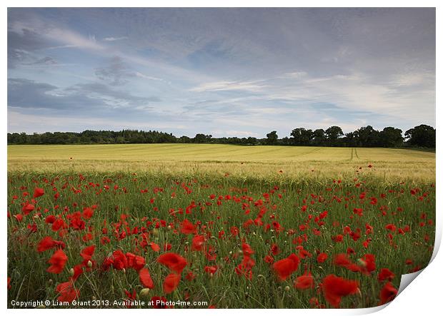 Field of barley and poppies at sunset. Norfolk Print by Liam Grant