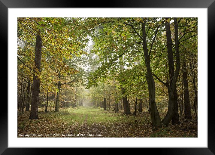 Sweet Chestnut leaves in fog. Thetford, Norfolk, U Framed Mounted Print by Liam Grant