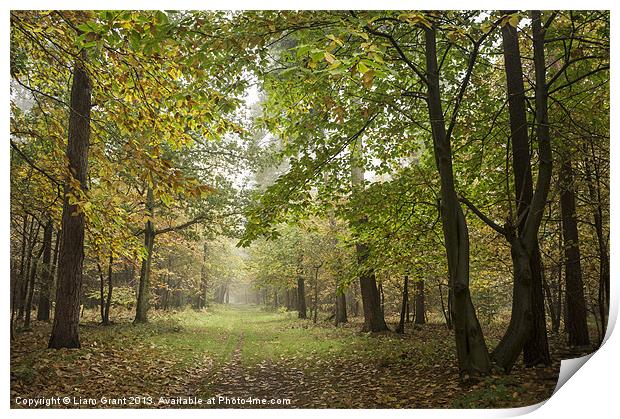 Sweet Chestnut leaves in fog. Thetford, Norfolk, U Print by Liam Grant