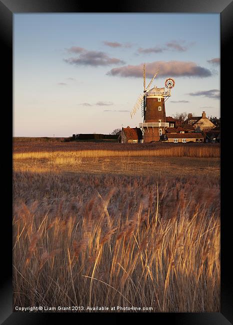 Reed beds at sunset with Cley Mill beyond. Framed Print by Liam Grant