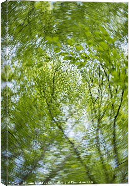 Abstract of Beech trees (Fagus sylvatica), Norfolk Canvas Print by Liam Grant