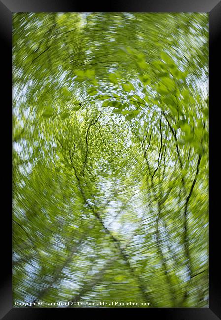 Abstract of Beech trees (Fagus sylvatica), Norfolk Framed Print by Liam Grant