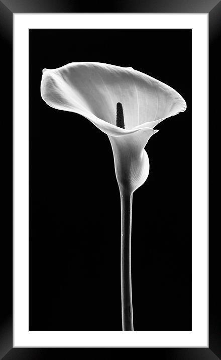 Arum Lily Framed Mounted Print by Jed Pearson