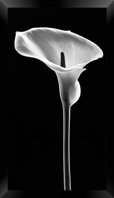 Arum Lily Framed Print by Jed Pearson