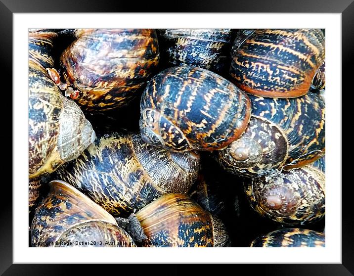 A  Snail Sleepover ! Framed Mounted Print by Roger Butler