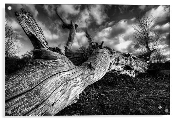 Fallen Tree Acrylic by Robert  Radford