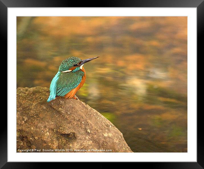 Kingfisher Framed Mounted Print by Paul Scoullar