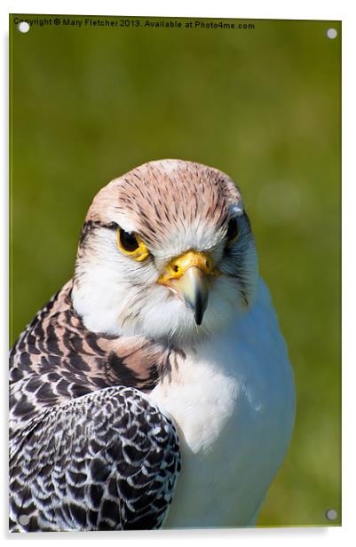 Peregrine Falcon (Falco peregrinus) Acrylic by Mary Fletcher