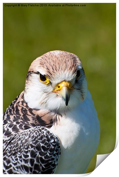 Peregrine Falcon (Falco peregrinus) Print by Mary Fletcher