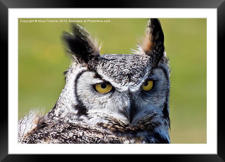 Long Eared Owl (Asio otus) Framed Mounted Print by Mary Fletcher