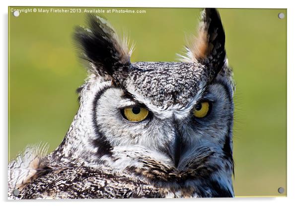 Long Eared Owl (Asio otus) Acrylic by Mary Fletcher