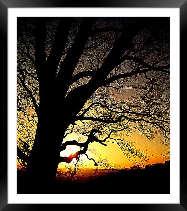 the trees Framed Mounted Print by dale rys (LP)