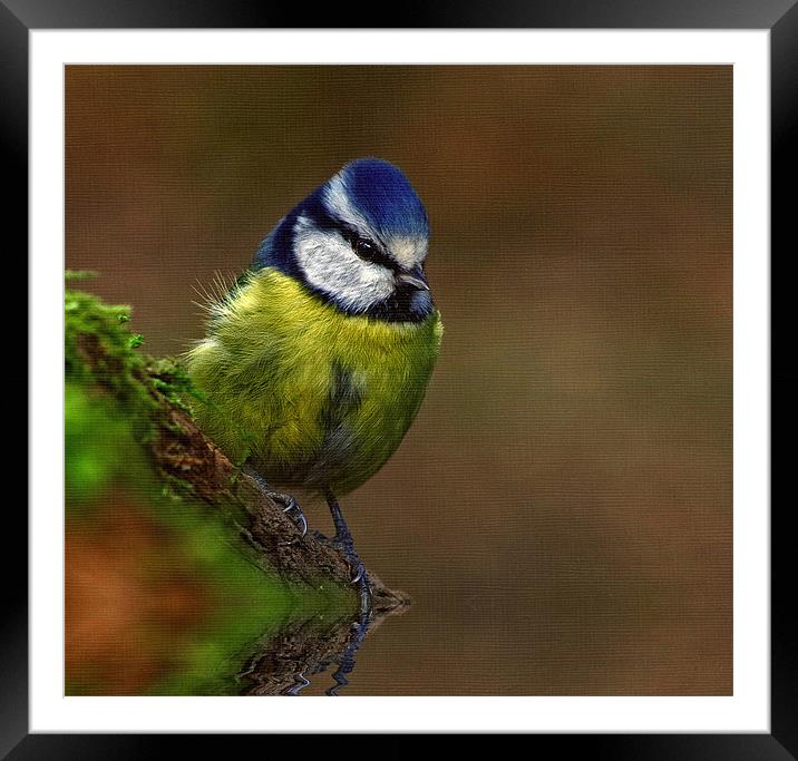 Bluetit Textured Framed Mounted Print by Richie Fairlamb