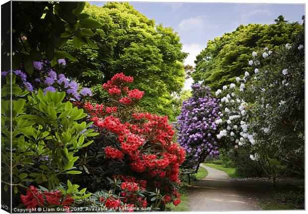 Path through Rhododendrons. Sheringham, Norfolk, U Canvas Print by Liam Grant